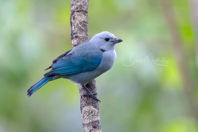 Blue-gray Tanager (Thraupis episcopus)