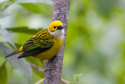 Silver-throated Tanager (Tangara icterocephala)