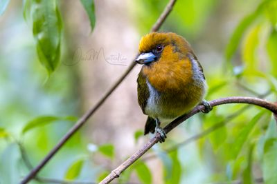 Prong-billed Barbet (Semnornis frantzii)