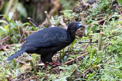 Black Guan (Chamaepetes unicolor)