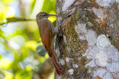 Streak-headed Woodcreeper (Lepidocolaptes souleyetii)