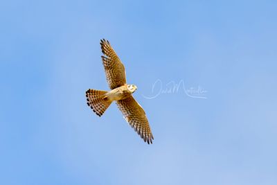 American Kestrel (Falco sparvierus)