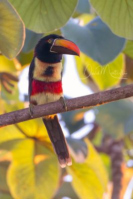Fiery-billed Aracari (Pteroglossus frantzii)
