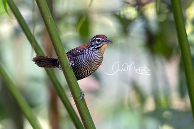 Riverside Wren (Cantorchilus semibadius)