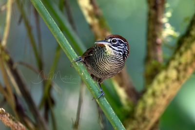 Riverside Wren (Cantorchilus semibadius)