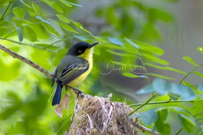 Common Tody-Flycatcher (Todirostrum cinereum)