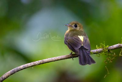 Sulphur-rumped Flycatcher (Myiobius sulphureipygius)