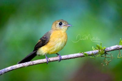 Sulphur-rumped Flycatcher (Myiobius sulphureipygius)