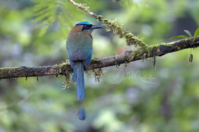 Lesson's Motmot (Momotus lessonii)
