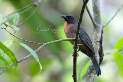 Black-cheeked Ant-Tanager (Driophlox atrimaxillaris)