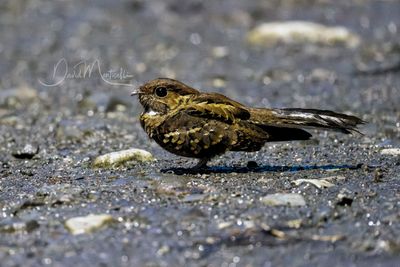 Common Pauraque (Nyctidromus albicollis)