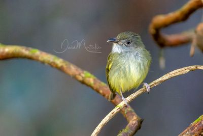 Northern Bentbill (Oncostoma cinereigulare)