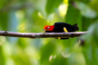 Red-capped Manakin (Ceratopipra mentalis)