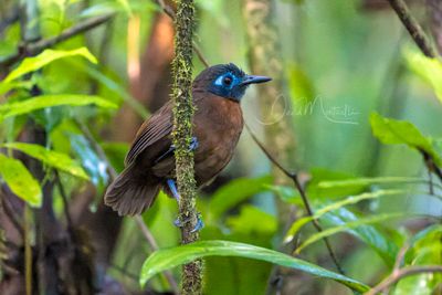 Chestnut-backed Antbird (Poliocrania exsul)