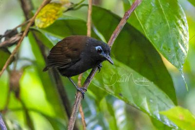 Chestnut-backed Antbird (Poliocrania exsul)