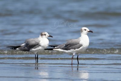 Laughing Gulls (Leucophaeus atricilla)