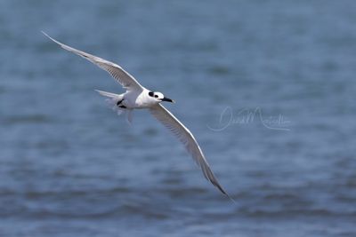 Cabot's Tern (Thalasseus acuflavidus)