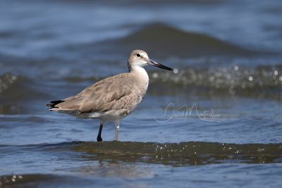 Willet (Tringa semipalmata)