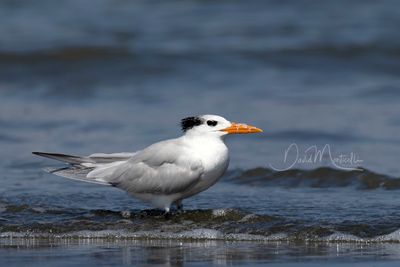 Royal Tern (Thalasseus maximus)