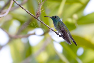 Mangrove Hummingbird (Chrysuronia boucardi)