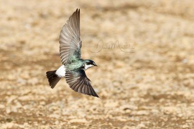 Mangrove Swallow (Tachycineta albilinea)