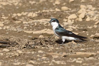 Mangrove Swallow (Tachycineta albilinea)
