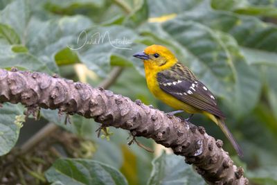 Flame-colored Tanager (Piranga bidentata)