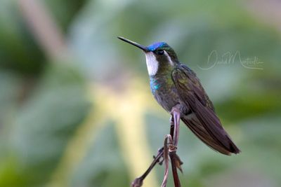 White-throated Mountain-gem (Lampornis castaneoventris)