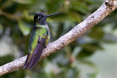 Talamanca Hummingbird (Eugenes spectabilis)