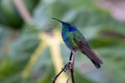Lesser Violetear (Colibri cyanotus)