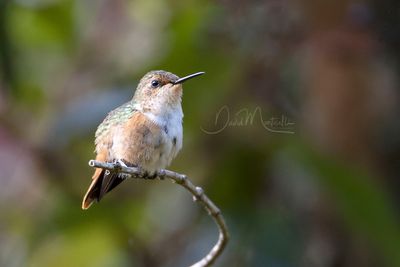 Volcano Hummingbird (Selasphorus flammula)