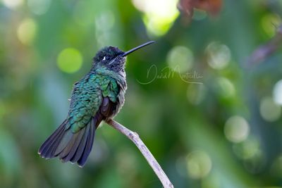 Talamanca Hummingbird (Eugenes spectabilis)