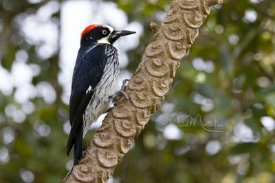 Acorn Woodpecker (Melanerpes formicivorus)