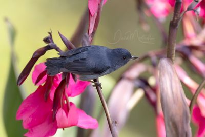 Slaty Flowerpiercer (Diglossa plumbea)