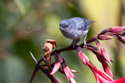 Slaty Flowerpiercer (Diglossa plumbea)