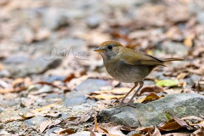 Ruddy-capped Nightingale-Thrush (Catharus frantzii)