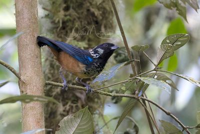 Spangled-cheeked Tanager (Tangara dowii)