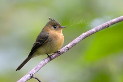Tufted Flycatcher (Mitrephanes phaeocercus)