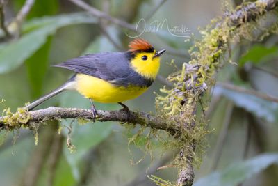 Collared Redstart (Myioborus torquatus)