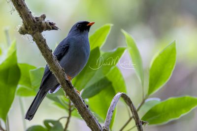 Black-faced Solitaire (Myadestes melanops)
