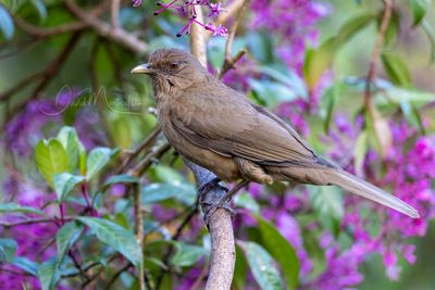 Clay-colored Thrush (Turdus grayi)