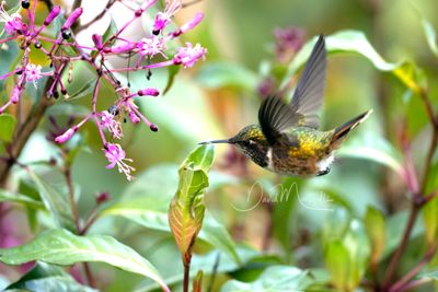 Scintillant Hummingbird (Selasphorus scintilla)