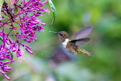 Scintillant Hummingbird (Selasphorus scintilla)