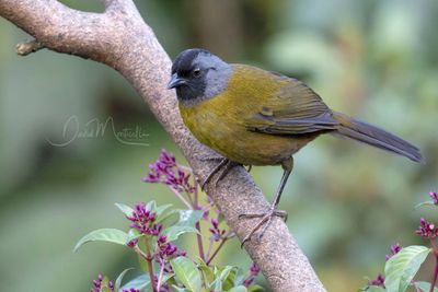 Large-footed Finch (Pezopetes capitalis)