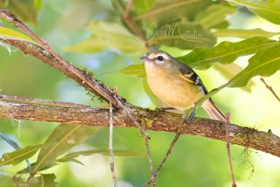 Yellow-winged Vireo (Vireo carmioli)