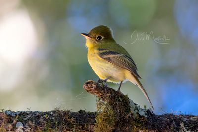 Yellowish Flycatcher (Empidonax flavescens)