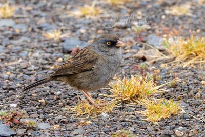 Volcano Junco (Junco vulcani)