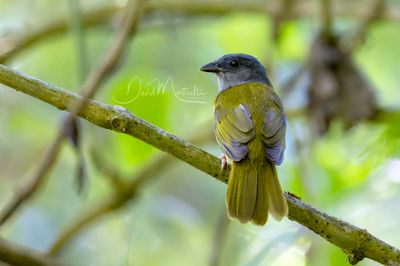 Gray-headed Tanager (Eucometis penicillata)