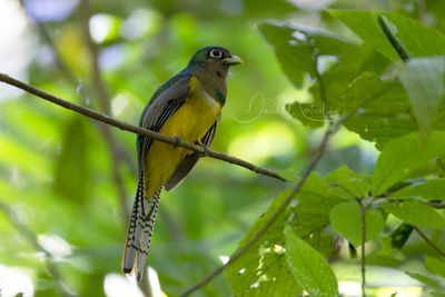 Northern Black-throated Trogon (Trogon tenellus)