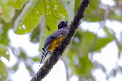 Northern Black-throated Trogon (Trogon tenellus)